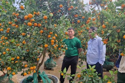 Mưa lớn 27 Tết, quất đào đổ la liệt, tiểu thương chờ khách