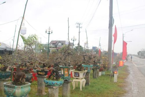 Sắc xuân ở 'thủ phủ' mai vàng miền Trung