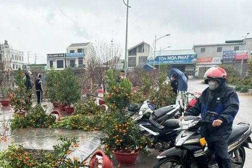 Nghệ An: Mưa kèm gió lớn, đào, quất ngã đổ la liệt