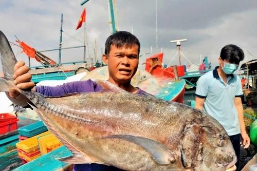 Quảng Ngãi: Cảng cá Sa Kỳ nhộn nhịp đón 'lộc biển' những ngày giáp Tết