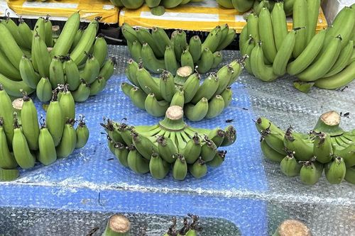 Giá chuối xanh lên đến 1 triệu đồng/nải ở chợ Tết Ất Tỵ, dân vẫn tranh mua
