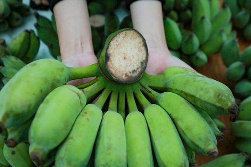 Cận Tết chuối xanh giá cao ngất ngưởng vẫn 'cháy hàng'