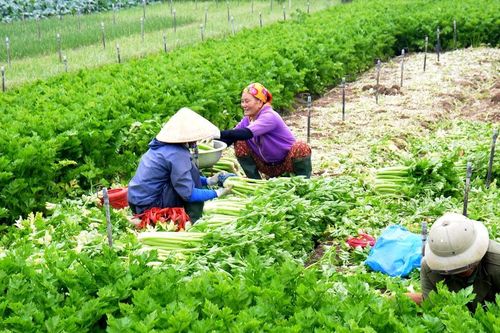 Giá rau Tết tại vựa rau Quỳnh Lưu rớt giá sâu