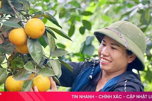 Cam Tết đắt hàng, nông dân Vũ Quang phấn khởi