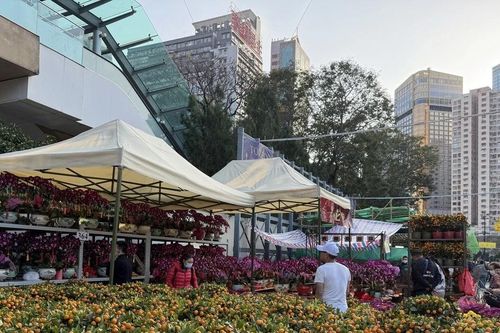 Sôi động chợ hoa Xuân Hong Kong trước thềm Năm mới Ất Tỵ