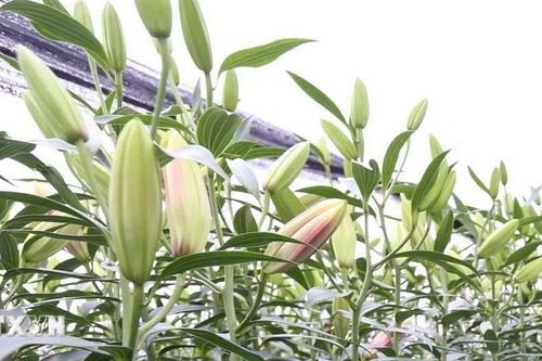 Những loài hoa không nên chưng trên bàn thờ ngày Tết