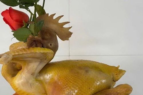 Bí kíp luộc gà cúng ngày Tết ngon, vàng căng bóng, không bị nứt da