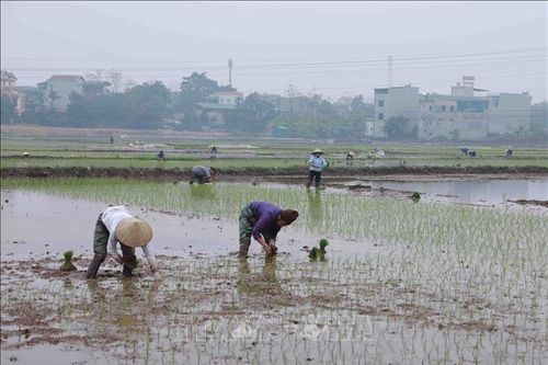 Bảo vệ lúa Đông Xuân trước rét đậm, rét hại