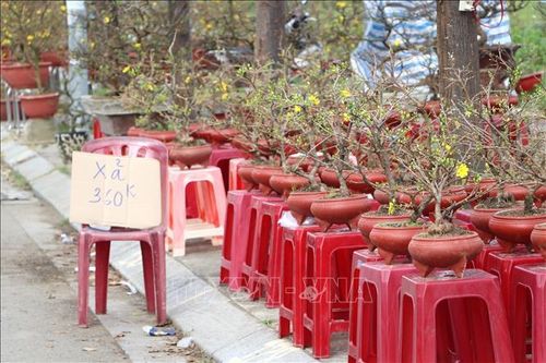 Chợ hoa xuân ở Quảng Ngãi 'ế ẩm'