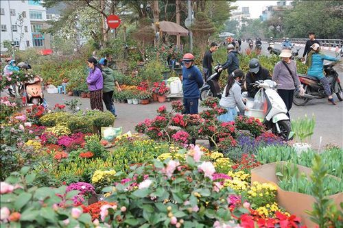 Nhộn nhịp phố hoa, cây cảnh lớn nhất Hà Nội dịp Tết