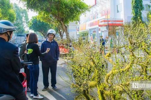 Sắc hoa nhất chi mai hút khách tại hội hoa xuân Buôn Ma Thuột
