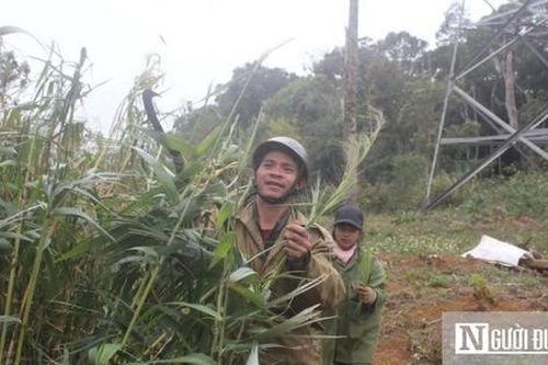 Lên núi săn 'lộc trời' ngày giáp Tết
