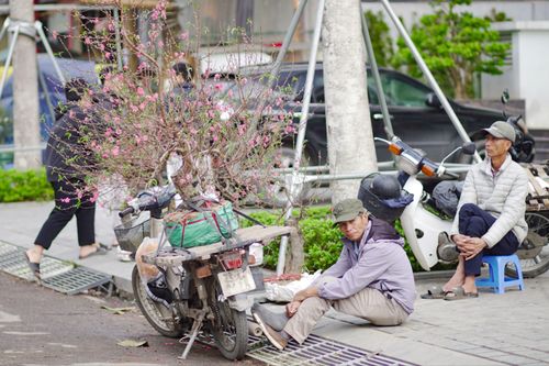 Tiểu thương buồn thiu vì đào quất ế ẩm
