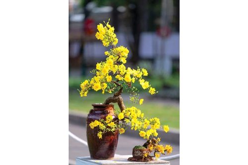 Hoa Tết