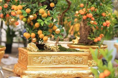 Độc đáo quất dát vàng ở Hà Nội, giá cao ngất vẫn hút khách mua
