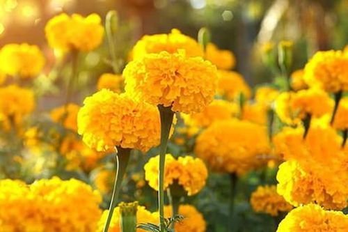 Đóa vạn thọ bừng sáng