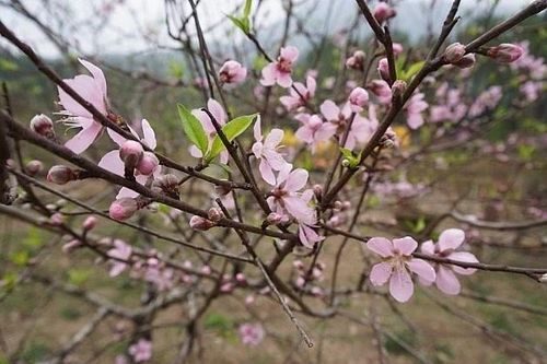 Cây đào phai trước ngõ