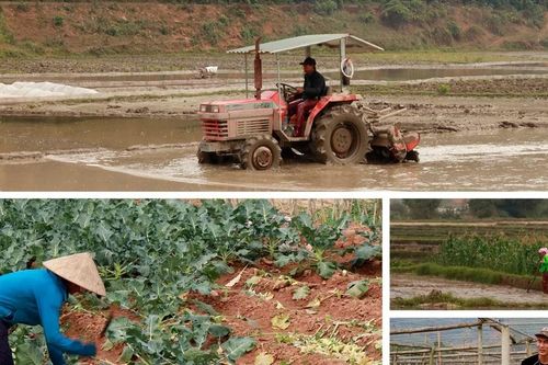 Nông dân tất bật trên ruộng đồng những ngày cận Tết