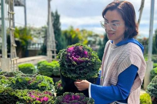 Đà Lạt: Nông dân biến cải xoăn thành cây cảnh chơi Tết
