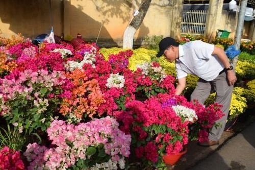 Đức Trọng: Rực rỡ sắc xuân tại đường hoa Lê Hồng Phong