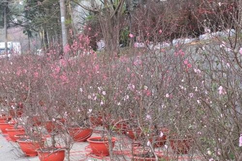 Phố hoa Đà Lạt rực rỡ sắc màu cùng người dân đón Tết