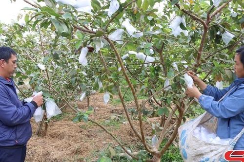Sông Mã phát triển nông nghiệp ứng dụng công nghệ cao