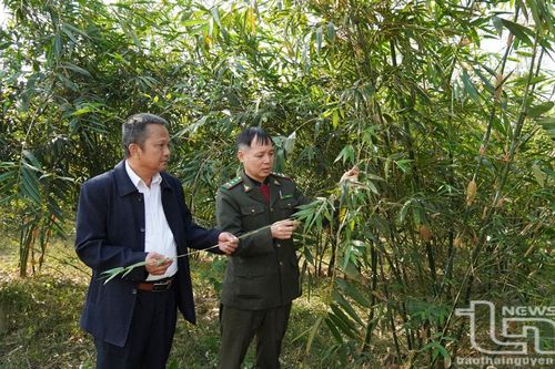 Phát triển kinh tế xanh từ rừng