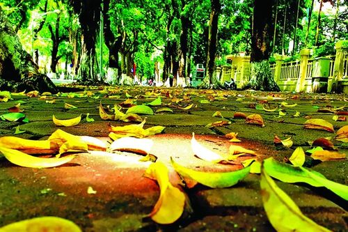 Như chiếc lá rơi về nguồn cội