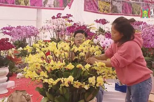 Thú chơi lan hồ điệp sôi động ngày cận Tết