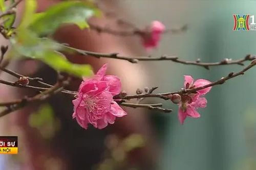 Hàng Lược, chợ hoa lưu giữ vẻ đẹp truyền thống