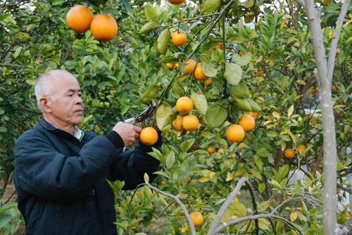 Học và làm theo Bác gắn với xây dựng nông thôn mới