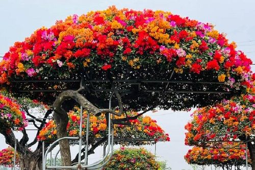 Ý nghĩa phong thủy của hoa giấy Mỹ