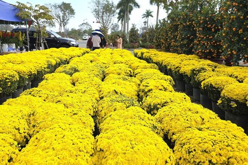 Hoa Tết Đà Nẵng được giá, nhà vườn, dân buôn hối hả đẩy hàng