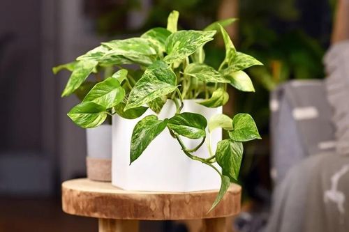 Người mệnh nào hợp trồng cây trầu bà nhất?