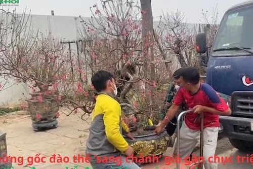 Những gốc đào thế 'sang chảnh' giá gần chục triệu đã 'tìm được chỗ đứng' khoe sắc, tỏa hương