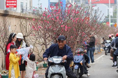 Người dân Hà Nội nô nức đi sắm đào dịp cận Tết