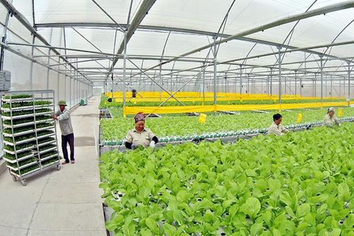 Tăng cường quản lý dinh dưỡng đất và cây trồng