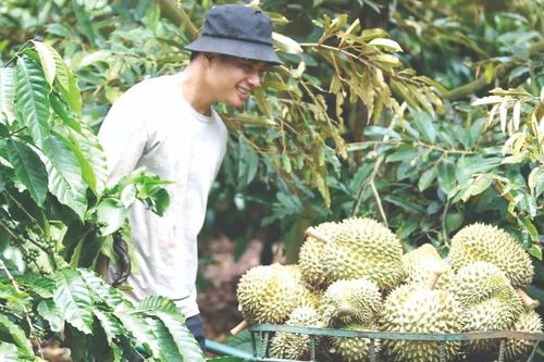 Nhà nông Tây Nguyên đón tết ấm