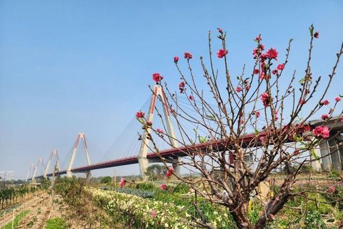 Ngày cuối năm vào thăm những vườn đào ven sông Hồng hồi sinh