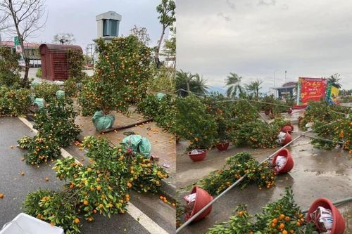 Gió mạnh trong đêm, quất, đào đổ la liệt, tiểu thương lo mất Tết