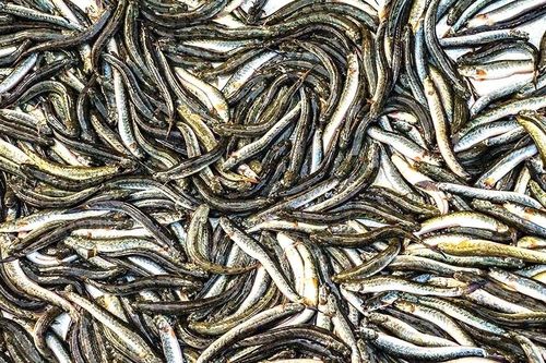 Nông dân miền Tây thu hoạch cá kèo đón Tết