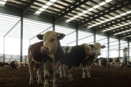 Lo ngại dịch bệnh, Trung Quốc cấm nhập khẩu thịt từ nhiều nước