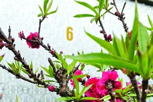 Người cựu binh và vườn đào Thất Thốn