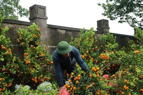 Lý do loạt đào, quất đứng chậu bất ngờ ngã đổ la liệt