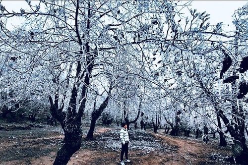Băng tuyết phủ trắng Y Tý như trời Âu