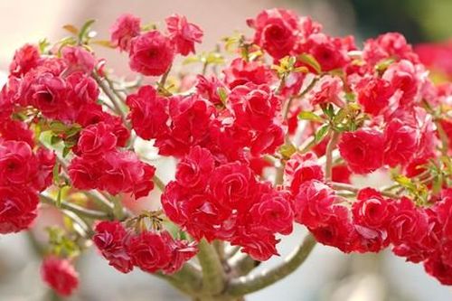 Mê mẩn ngắm loài hoa giống hệt hoa hồng tại Hội hoa xuân Tao Đàn