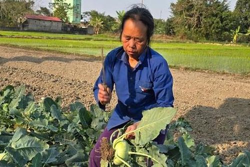 Thanh Hóa: Rau củ rẻ như cho, nông dân đón Tết buồn