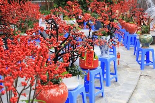 Đào đông đỏ nhập khẩu hút khách Thủ đô dịp Tết Ất Tỵ 2025
