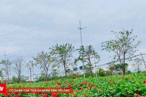 Sắc Xuân về ở 'thủ phủ hoa' Tây Tựu