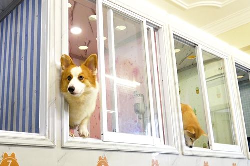 Khách sạn, spa cho thú cưng 'cháy phòng' dịp cận Tết